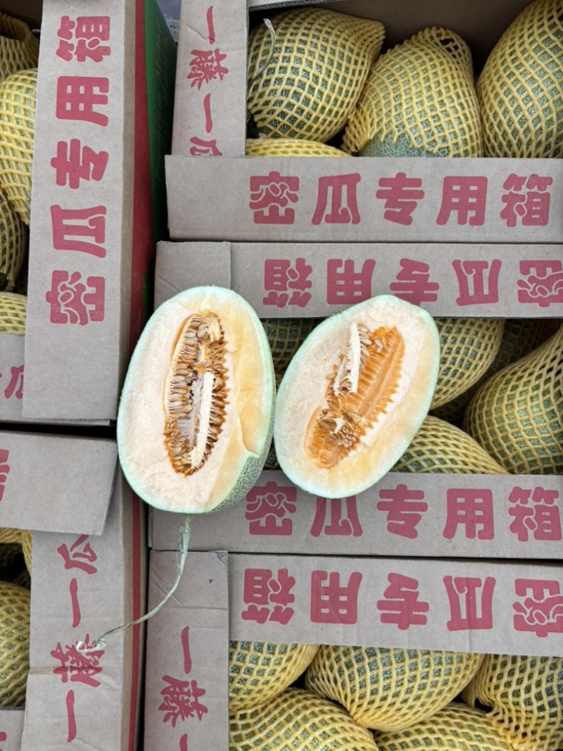 海南小蜜瓜