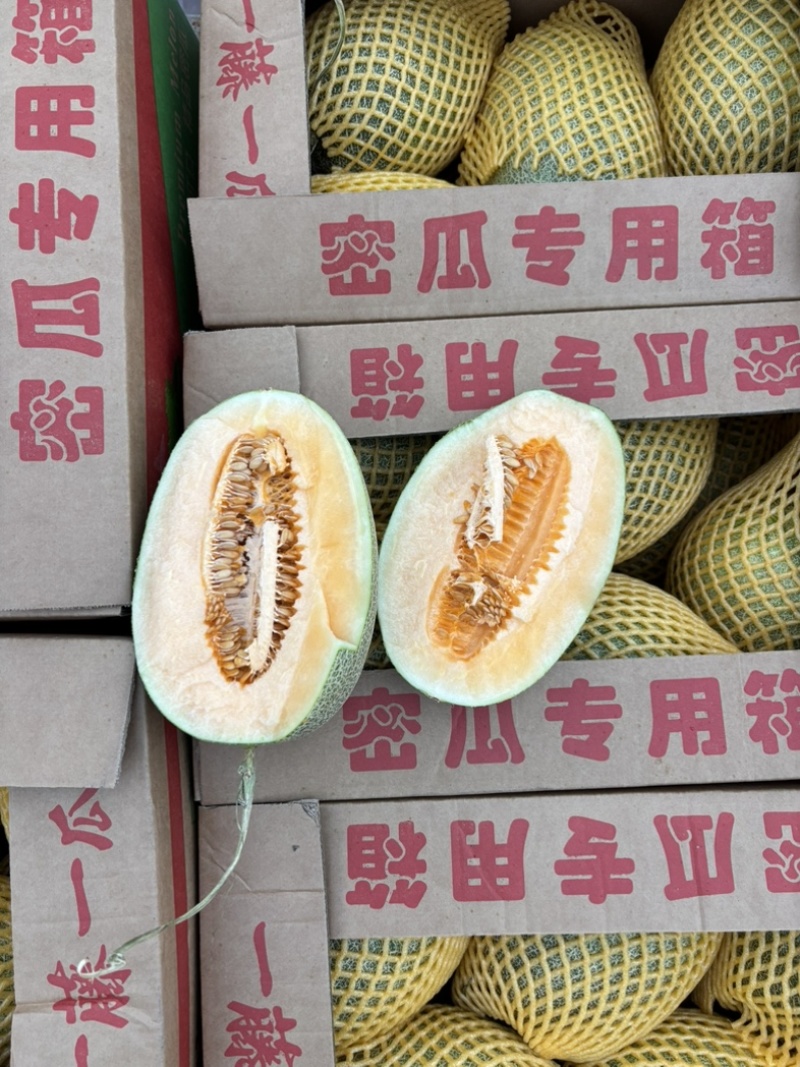 海南小蜜瓜