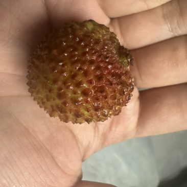 广西荔枝一件代发，市场，团购，商超，电商，一件也发
