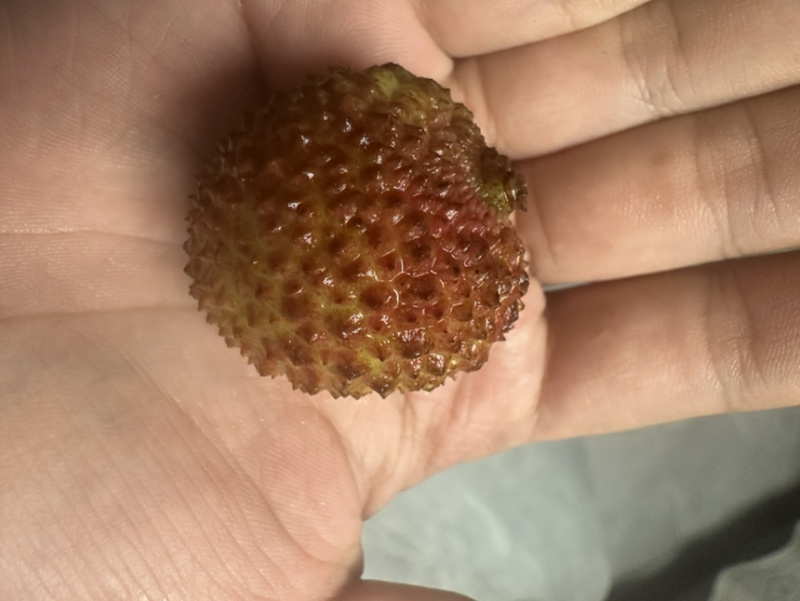 广西荔枝一件代发，市场，团购，商超，电商，一件也发
