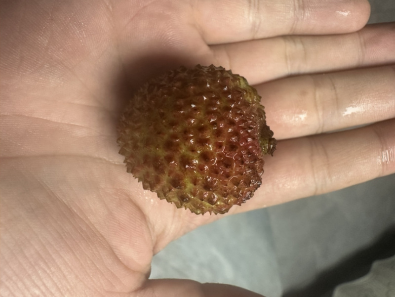 广西荔枝一件代发，市场，团购，商超，电商，一件也发