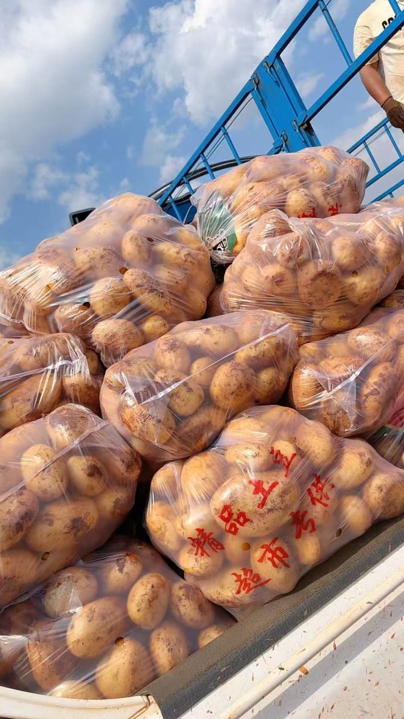 河南土豆，沃土5号土豆（量大从优）规格齐全，代发全国客商