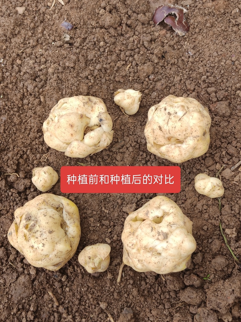 新货鲜百合上市粉糯香甜，营养高***********