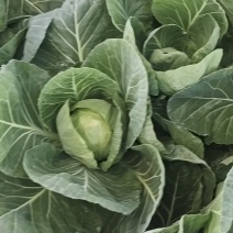 包菜，甘蓝，大棚菜