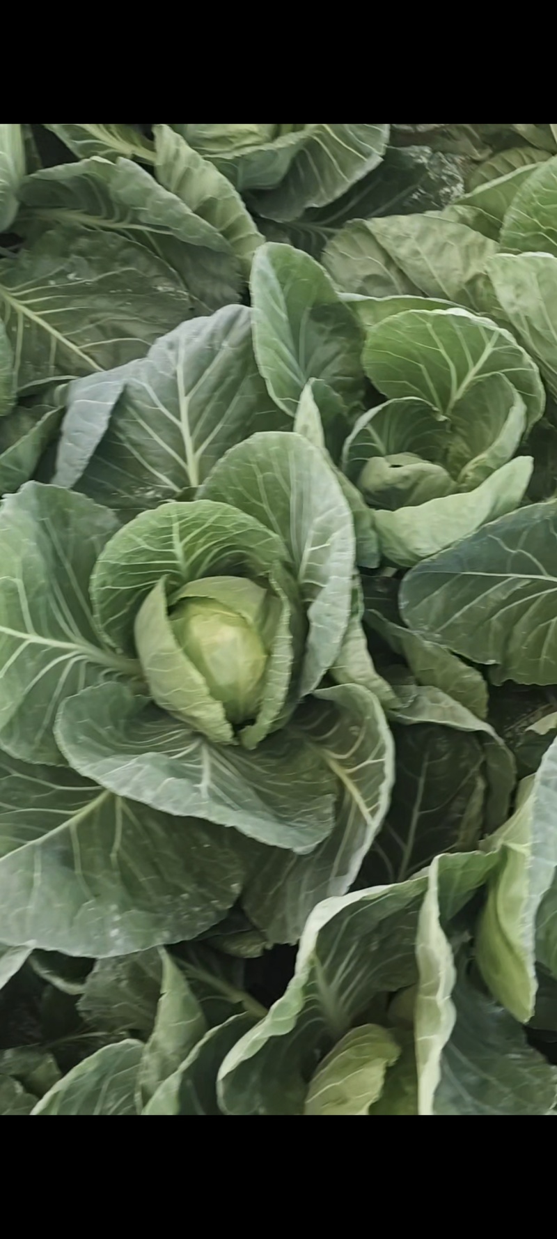 包菜，甘蓝，大棚菜