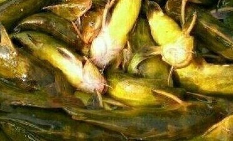 大量出售黄腊丁。欢迎老板电话咨询采购。