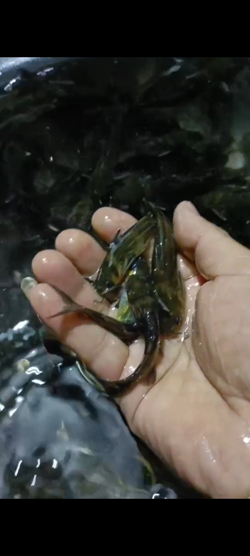 大量出售黄腊丁。欢迎老板电话咨询采购。