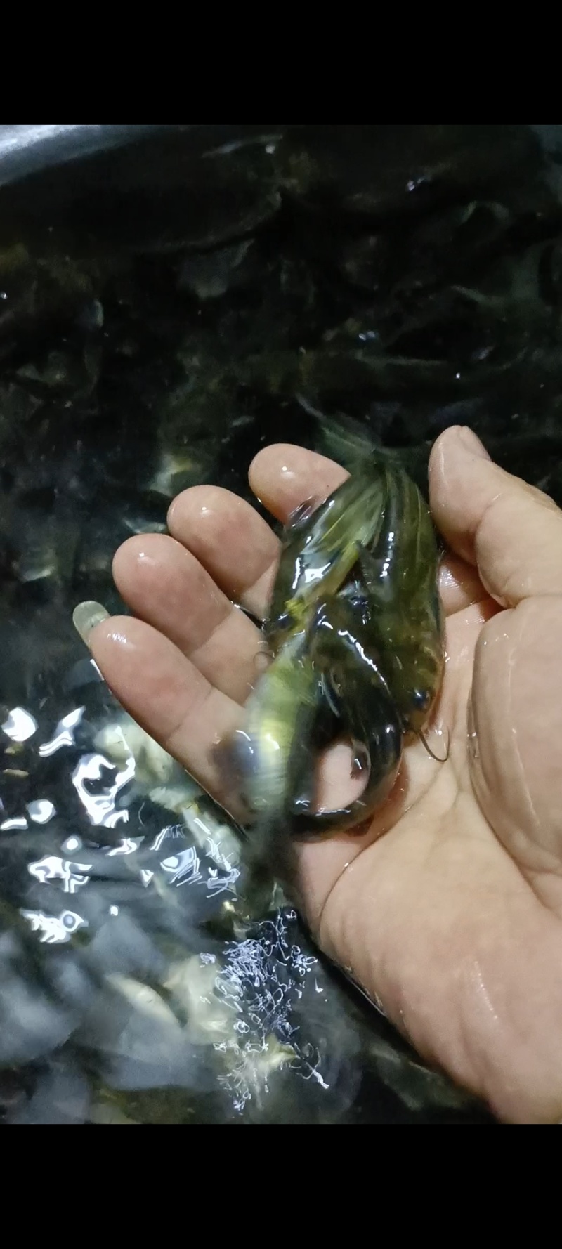 大量出售黄腊丁。欢迎老板电话咨询采购。