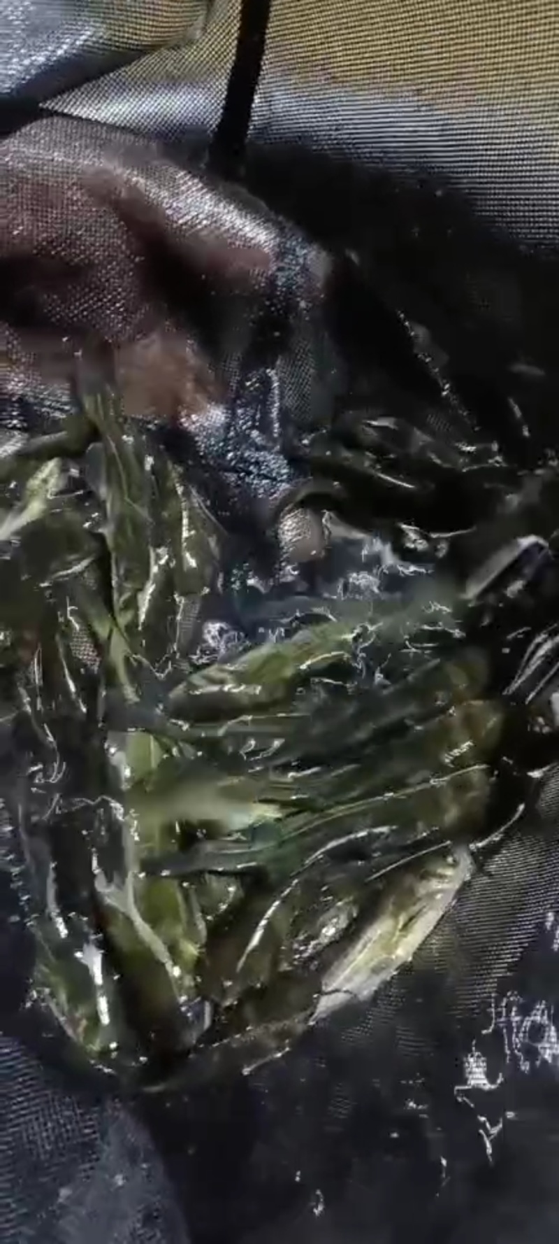 大量出售黄腊丁。欢迎老板电话咨询采购。