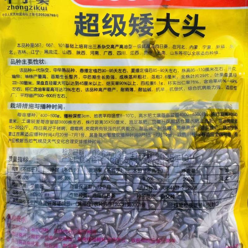 超级矮大头XC909油葵种籽抗倒伏杂交高油型向日葵种子