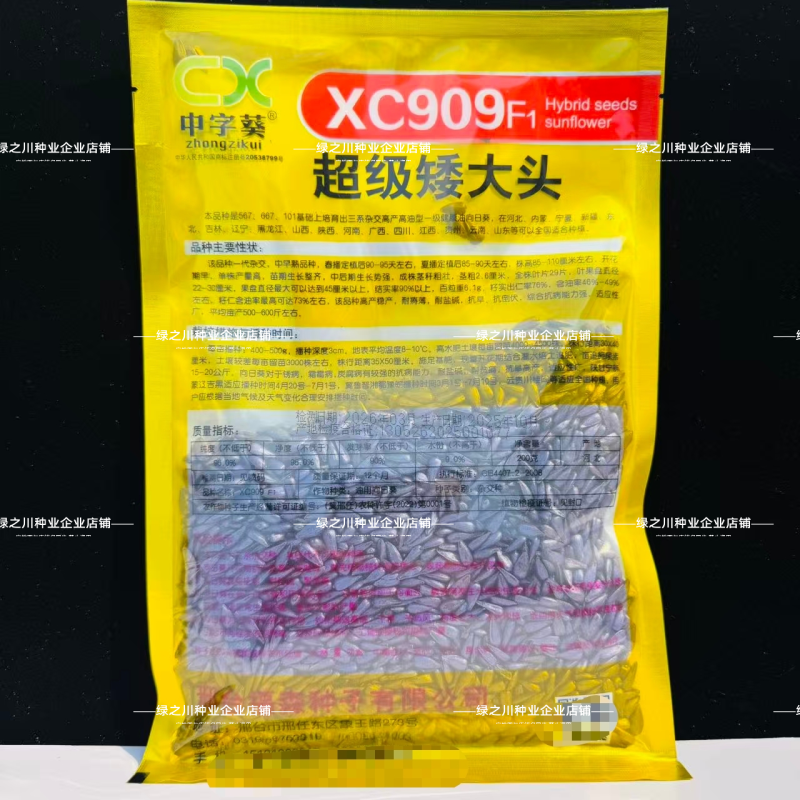 超级矮大头XC909油葵种籽抗倒伏杂交高油型向日葵种子