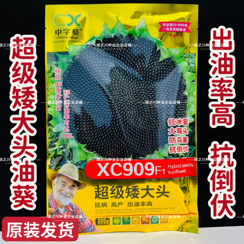 超级矮大头XC909油葵种籽抗倒伏杂交高油型向日葵种子