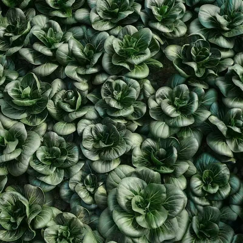 黑富帅杂交黑叶青梗菜种子高产抗逆小黑菜小青菜蔬菜种子