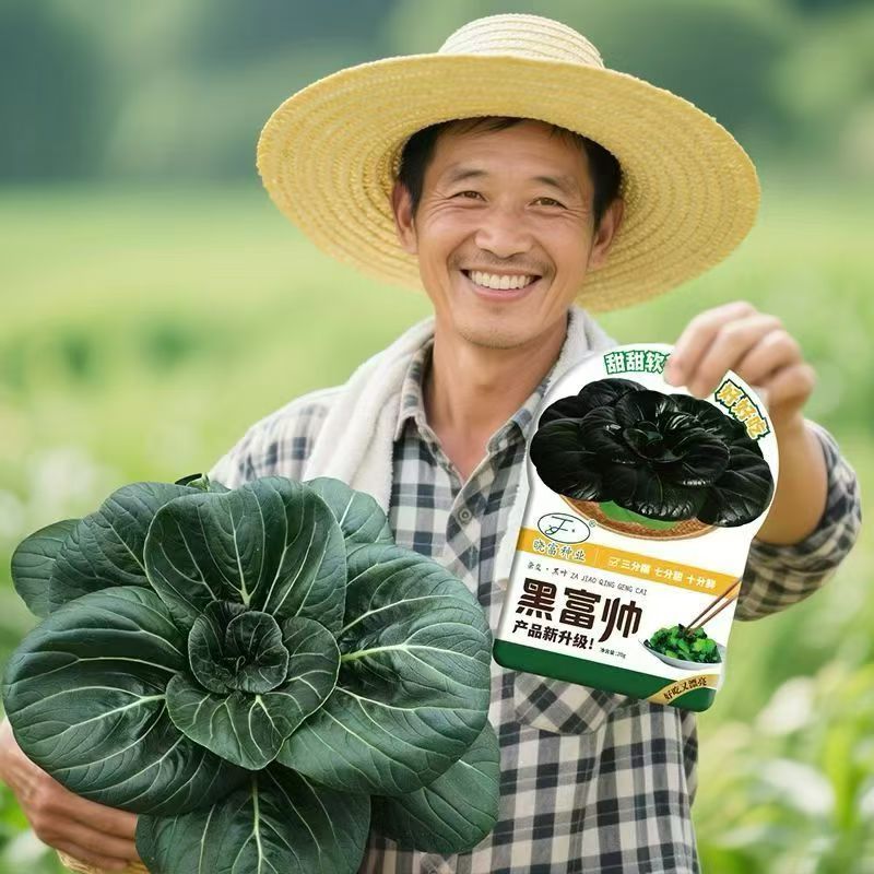 黑富帅杂交黑叶青梗菜种子高产抗逆小黑菜小青菜蔬菜种子