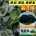 黑富帅杂交黑叶青梗菜种子高产抗逆小黑菜小青菜蔬菜种子