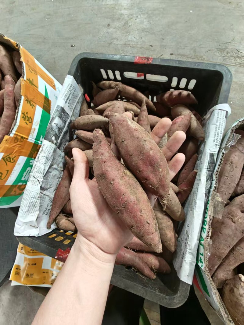 （榴莲蜜薯）广东红薯/电商直播/市场批发/货源供应
