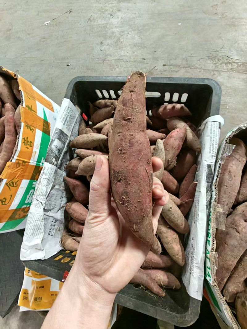 （榴莲蜜薯）广东红薯/电商直播/市场批发/货源供应