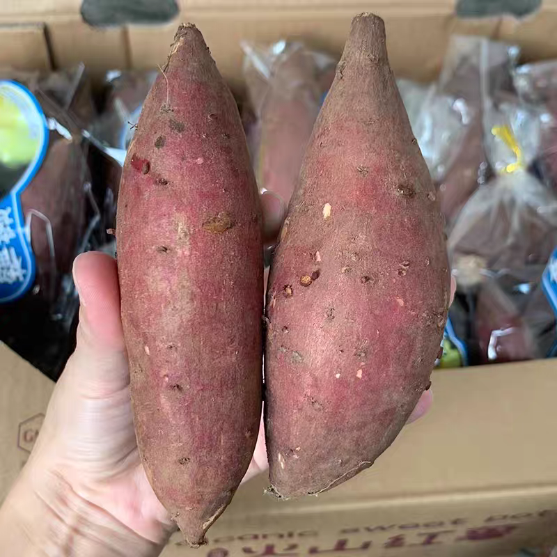 （榴莲蜜薯）广东红薯/电商直播/市场批发/货源供应