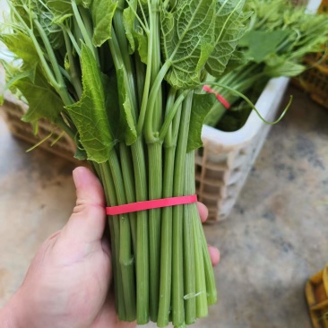 大量佛手瓜苗，基地直供