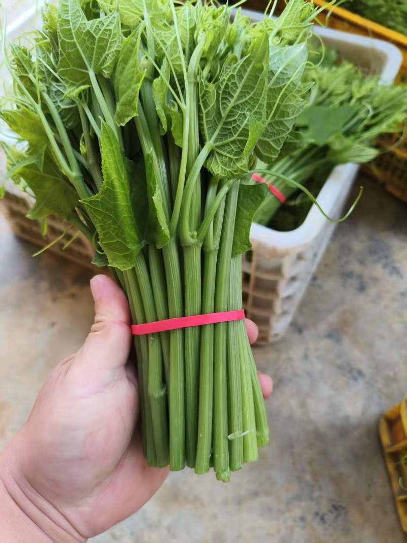 大量佛手瓜苗，基地直供