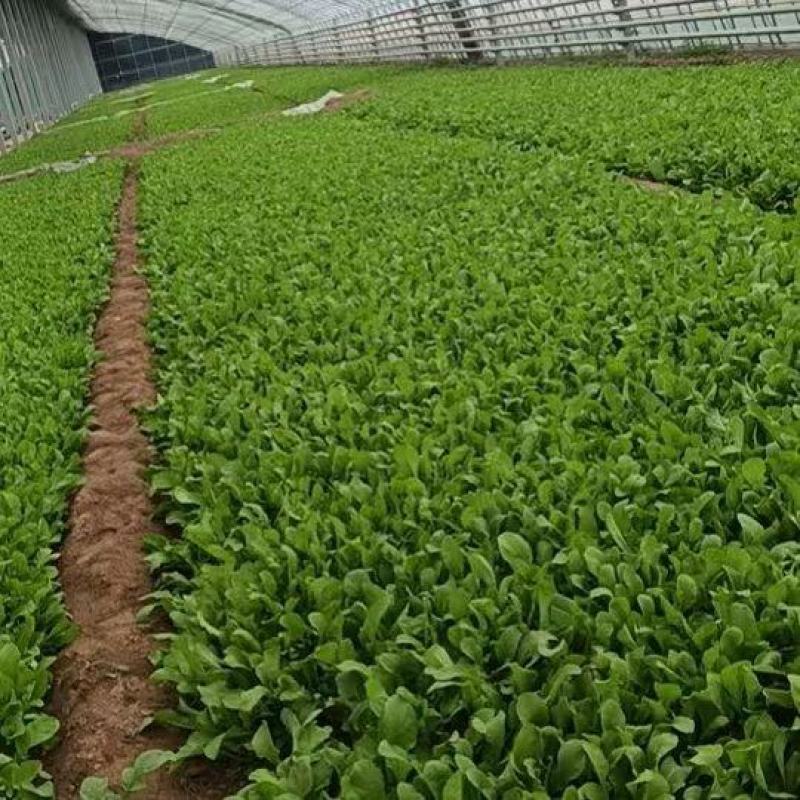 北京市大兴区芝麻菜产地直销全国发货大量供应上市中