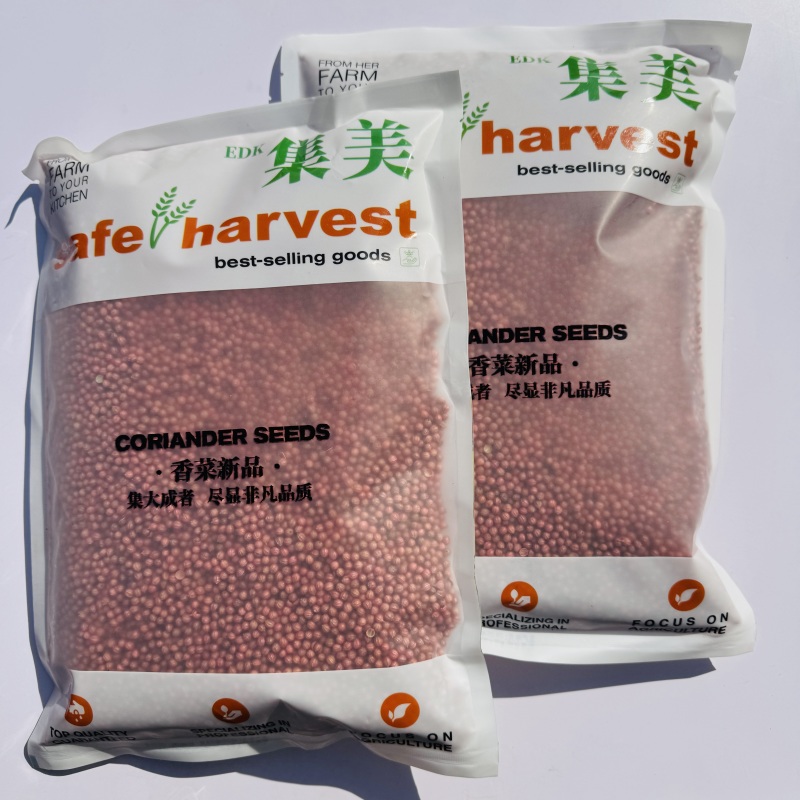 高端抗热大叶香菜种子集美香菜种籽油亮耐热耐寒四季芫荽种子