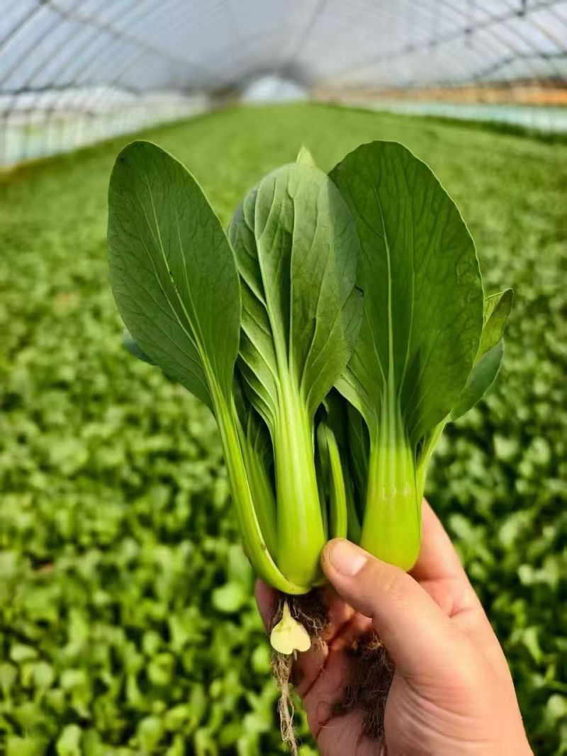 美翠杂交青梗菜种子油亮型大叶面叶柄绿耐热耐湿抗拔节产量高