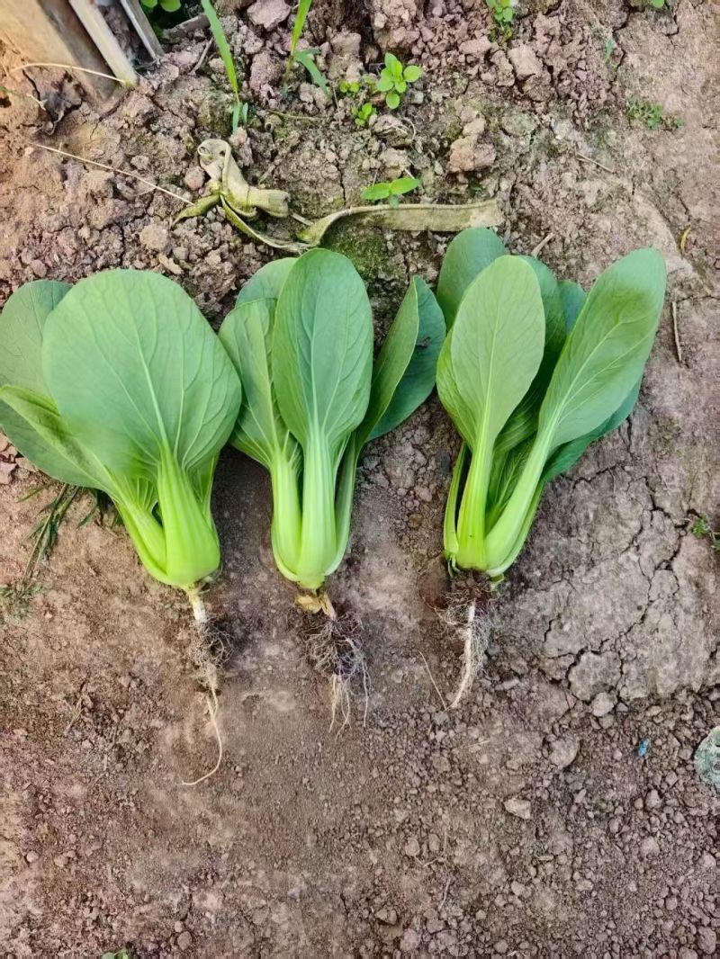 美翠杂交青梗菜种子油亮型大叶面叶柄绿耐热耐湿抗拔节产量高