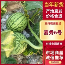 精品小西瓜嘉秀六号西瓜二k西瓜手剥西瓜小吊瓜