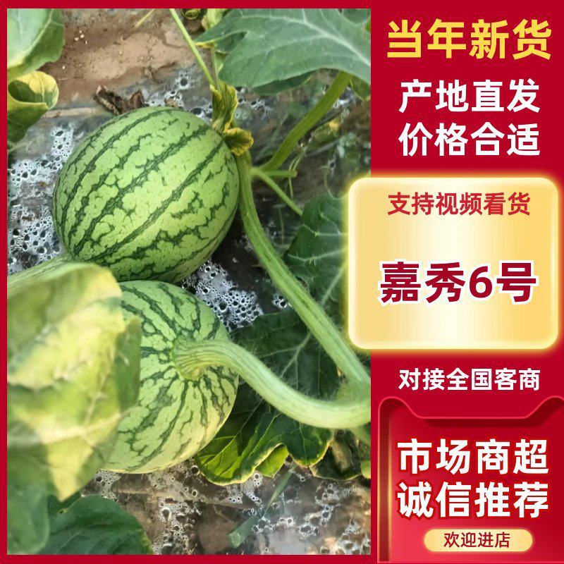 精品小西瓜嘉秀六号西瓜二k西瓜手剥西瓜小吊瓜