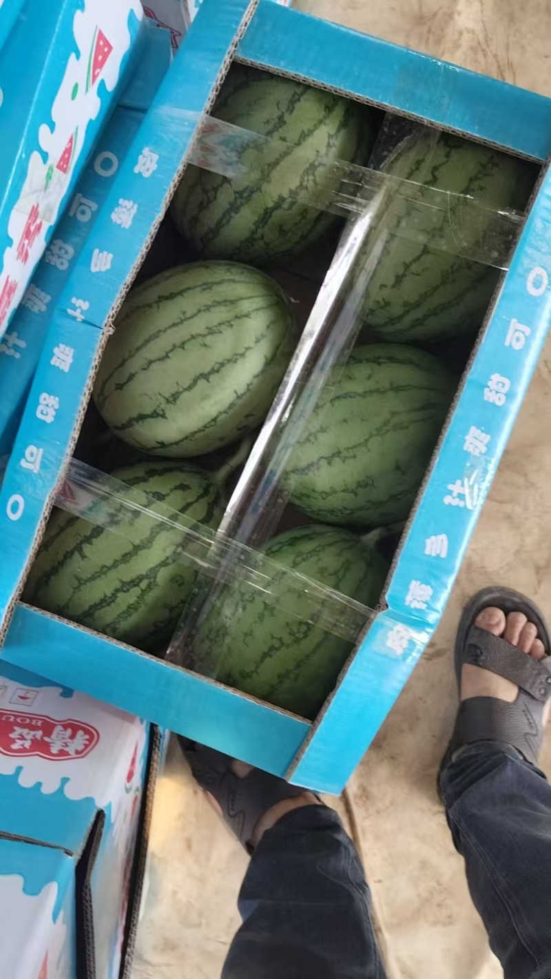 精品小西瓜嘉秀六号西瓜二k西瓜手剥西瓜小吊瓜