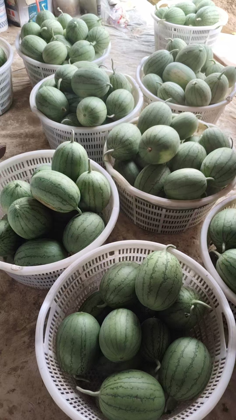 精品小西瓜嘉秀六号西瓜二k西瓜手剥西瓜小吊瓜