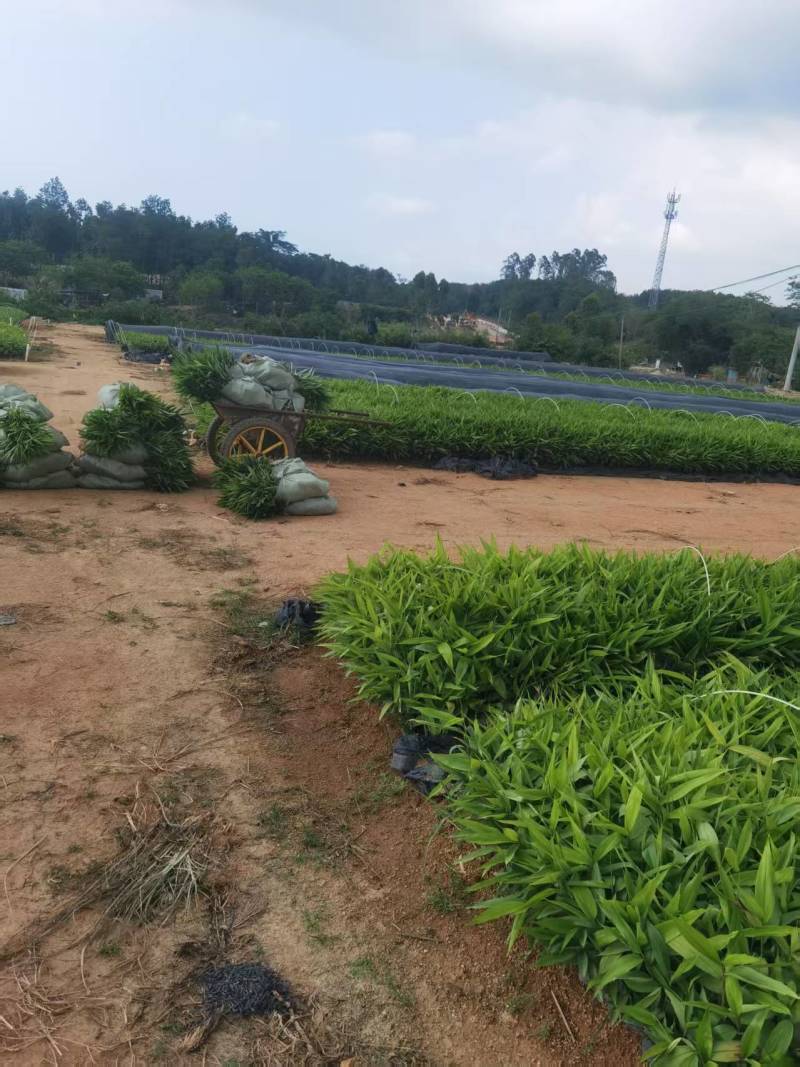 【精选】海南白沙县青松乡高产益智种苗基地直发