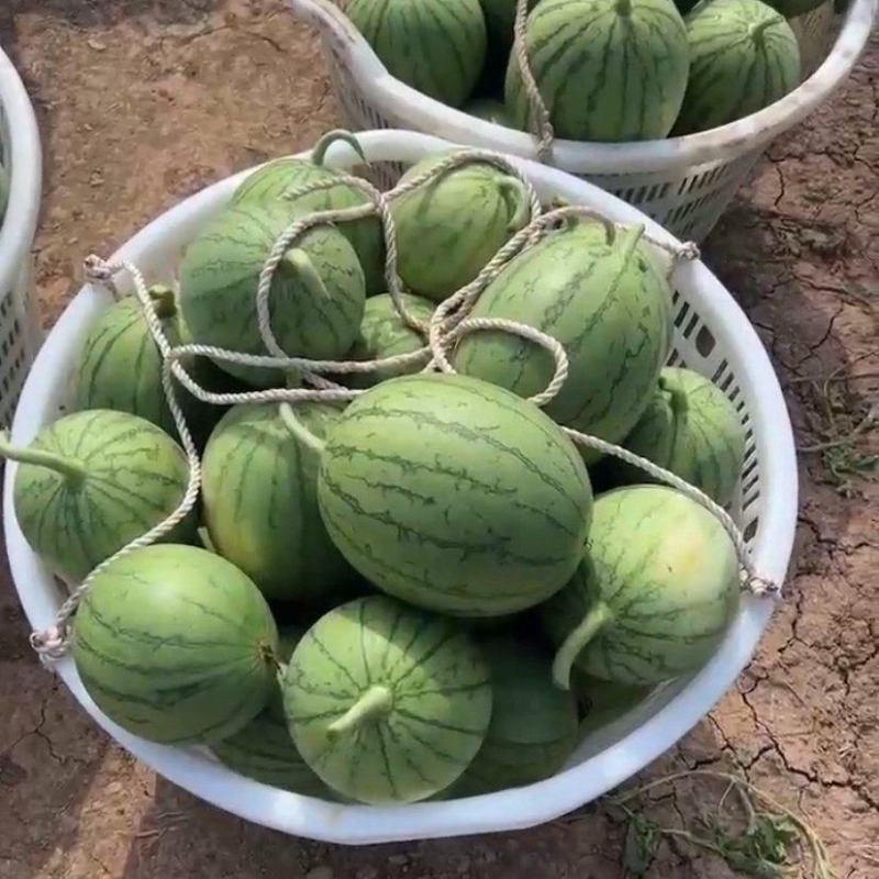 嘉秀六号西瓜小糖丸西瓜手剥西瓜大量供应可视频看货欢