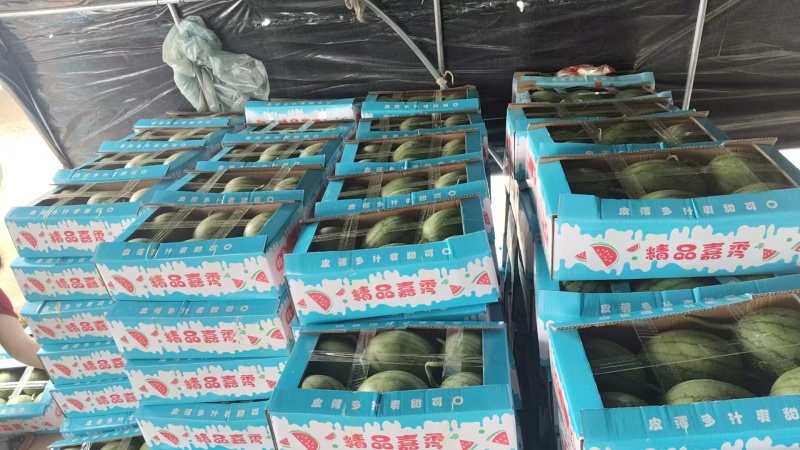 嘉秀六号西瓜小糖丸西瓜手剥西瓜大量供应可视频看货欢