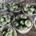 嘉秀六号西瓜小糖丸西瓜手剥西瓜大量供应可视频看货欢