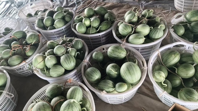嘉秀六号西瓜小糖丸西瓜手剥西瓜大量供应可视频看货欢