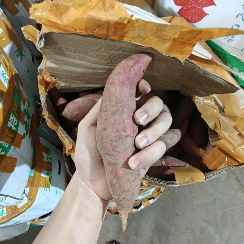 （西瓜红蜜薯）广东红薯电商直播一件代发