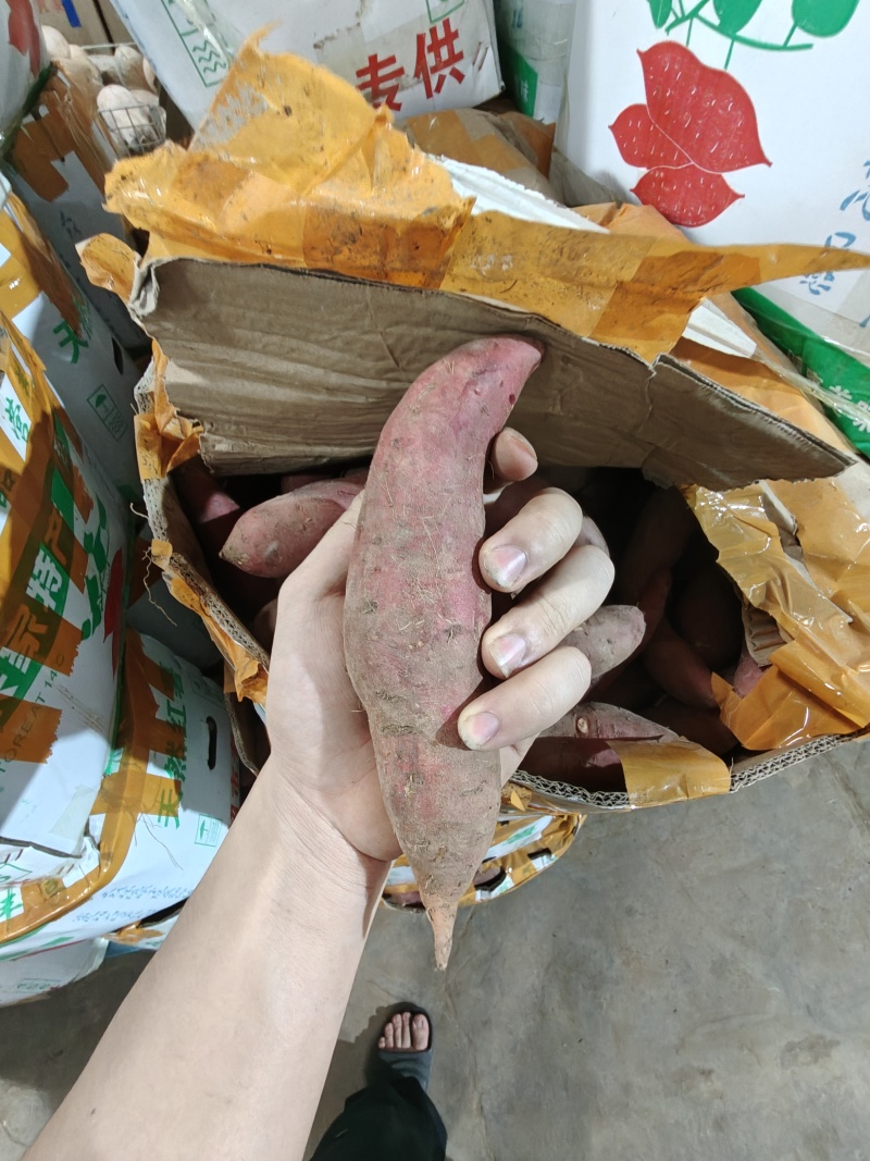 （西瓜红蜜薯）广东红薯电商直播一件代发