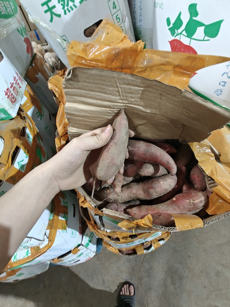 （西瓜红蜜薯）广东红薯电商直播一件代发