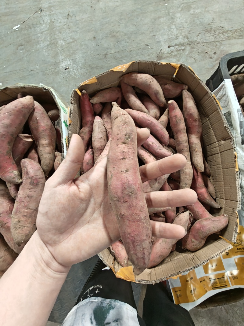 （西瓜红蜜薯）广东红薯电商直播一件代发