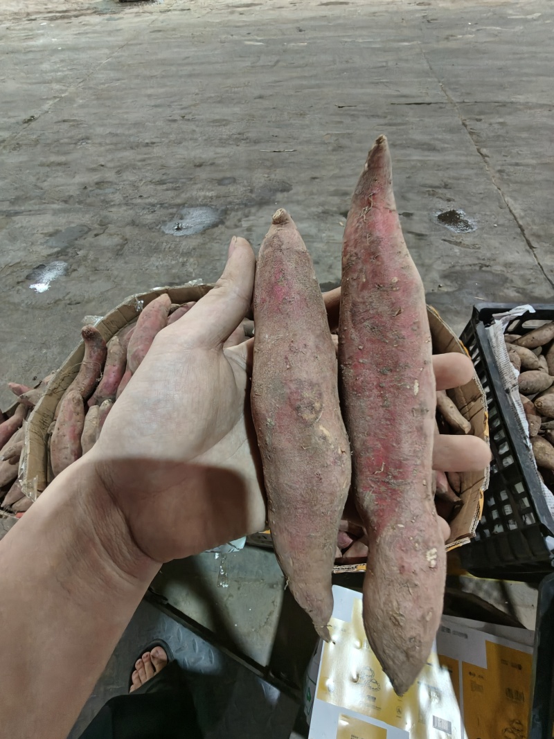 （西瓜红蜜薯）广东红薯电商直播一件代发