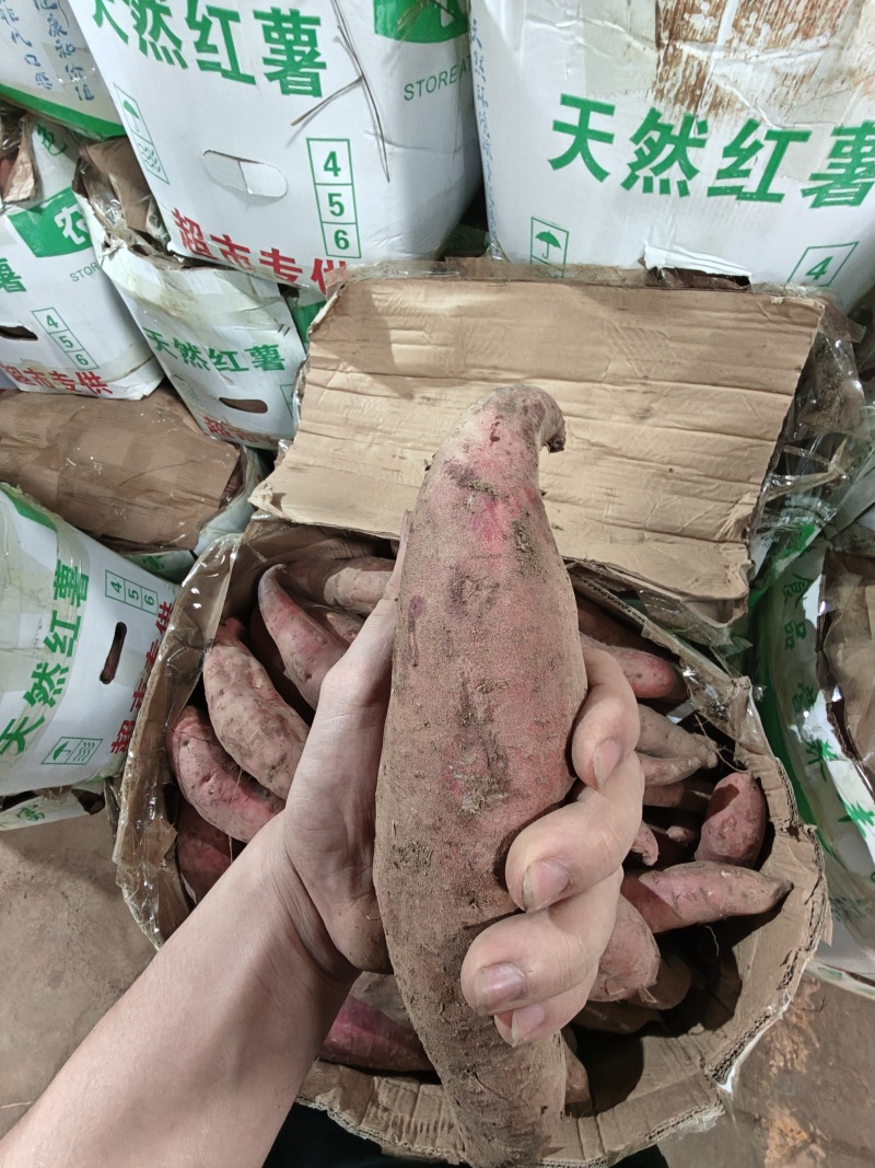 （西瓜红蜜薯）广东红薯电商直播一件代发