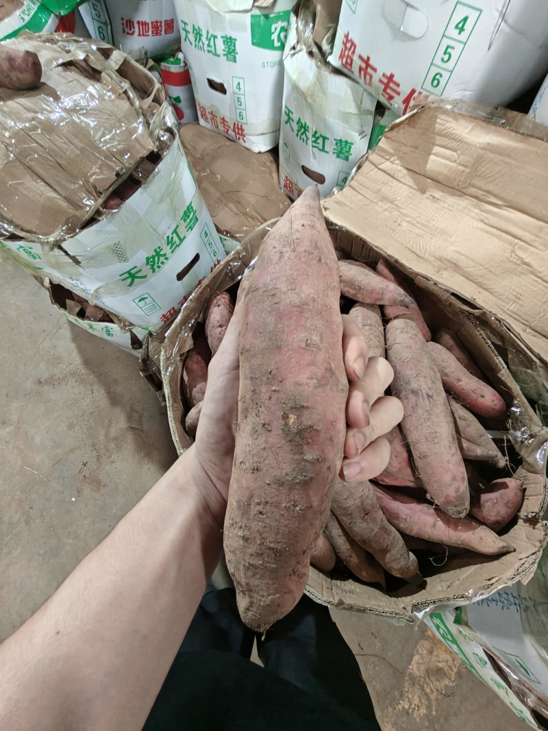 （西瓜红蜜薯）广东红薯电商直播一件代发