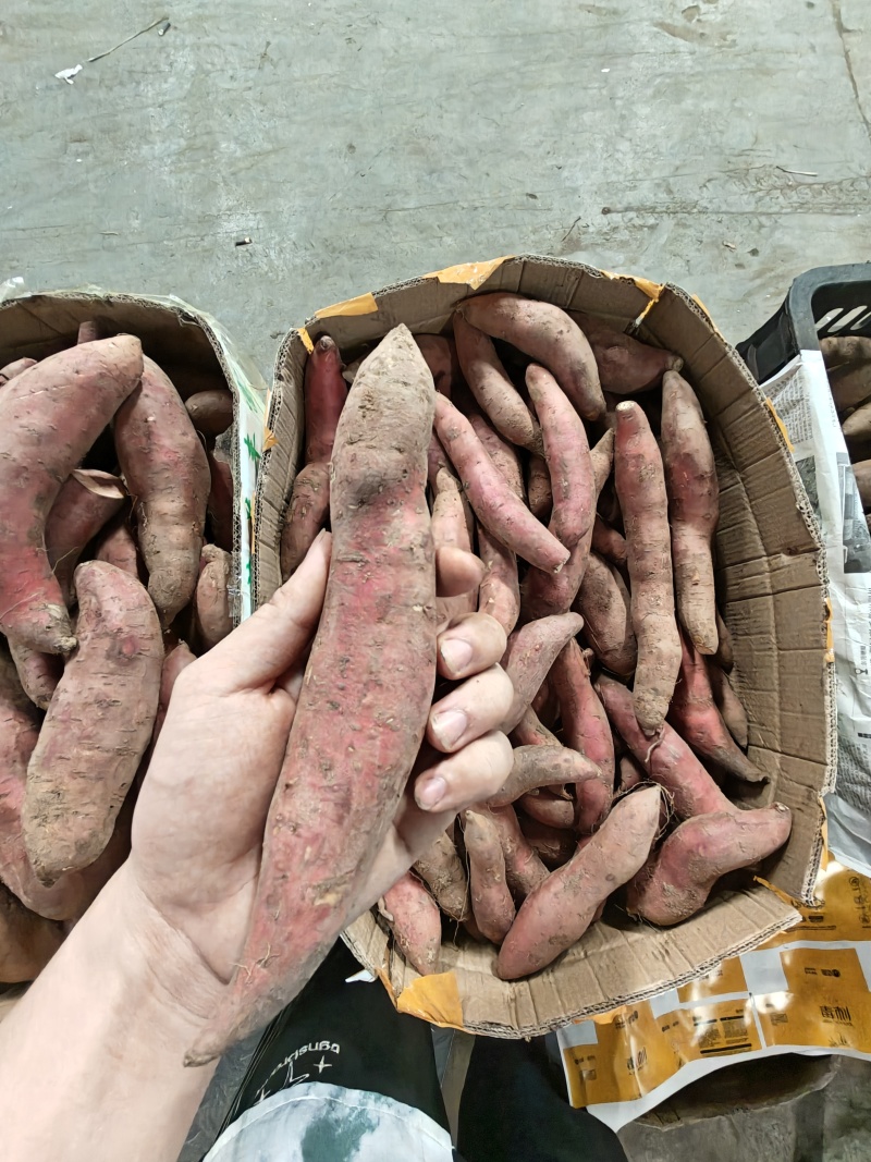 （西瓜红蜜薯）广东红薯电商直播一件代发
