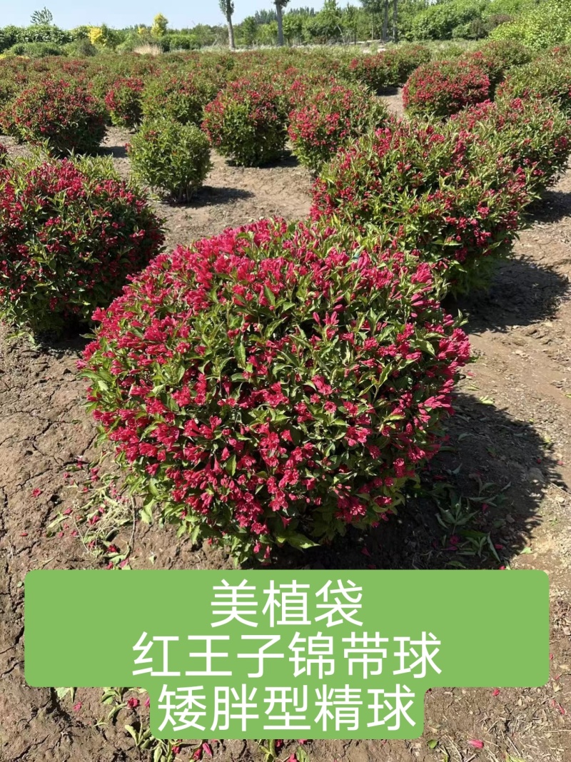 锦带球