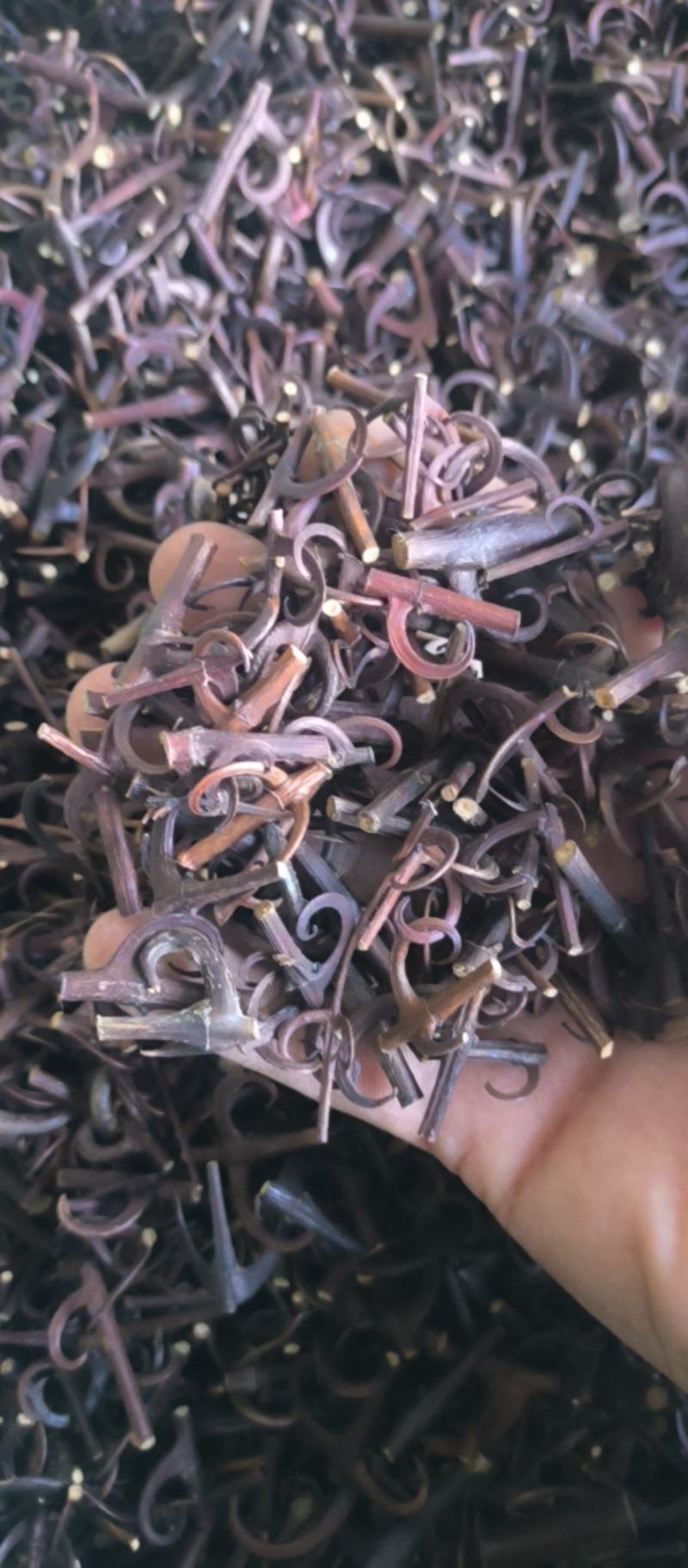 钩藤双钩批发各种规格钩藤质量保证量大从优