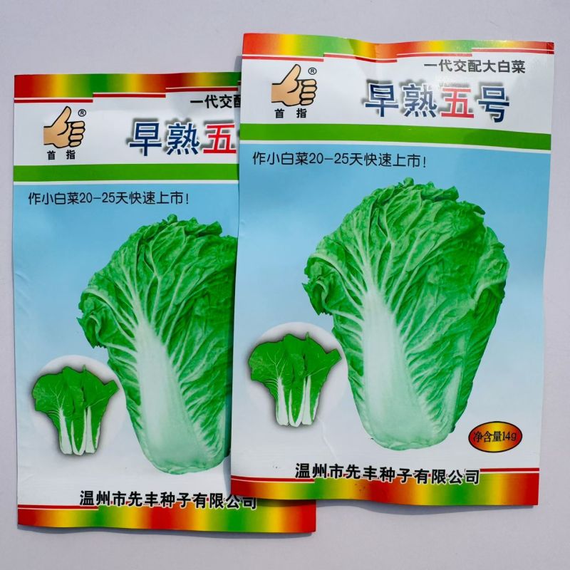 早熟五号白菜种子耐热快生大白菜农家大田春秋播易种杂交蔬菜