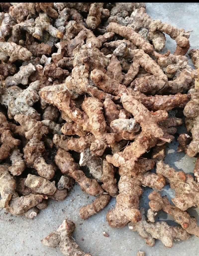 野生鲜货白土茯苓粉质鲜货个子！