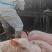 仔猪，小猪苗，